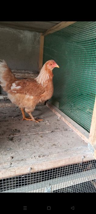 Қазақы аралас брама