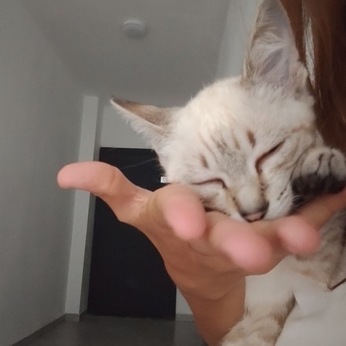 отдаю кошечку красивую в хорошие руки