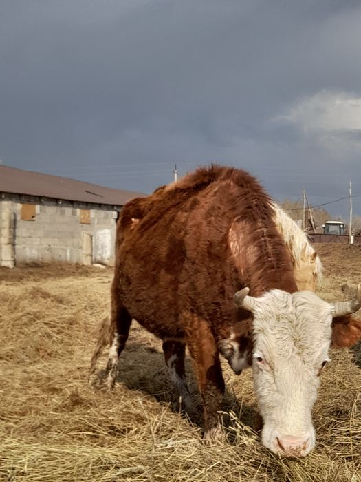 Семіз қысыр сиырлар сатылады