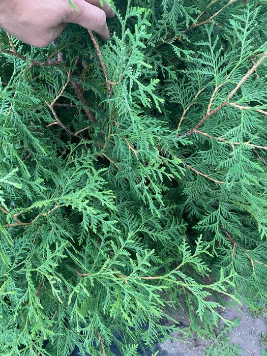 Продам Саженец Туи