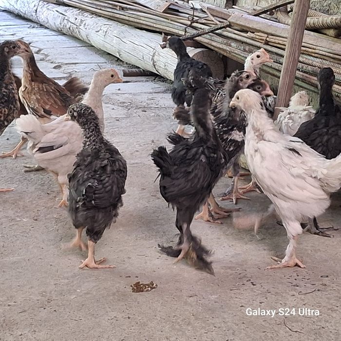 жужа хонаки товук