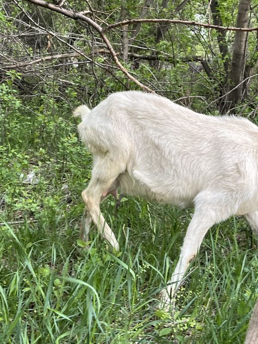 Продам козы домашняя