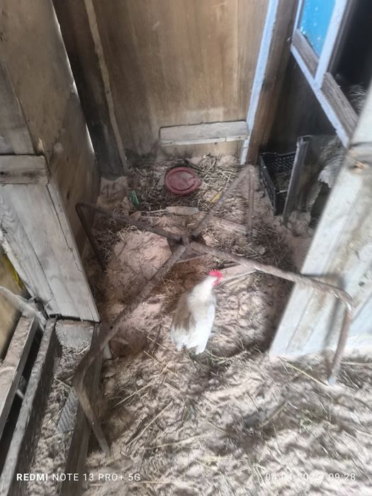 Докан , карлик .