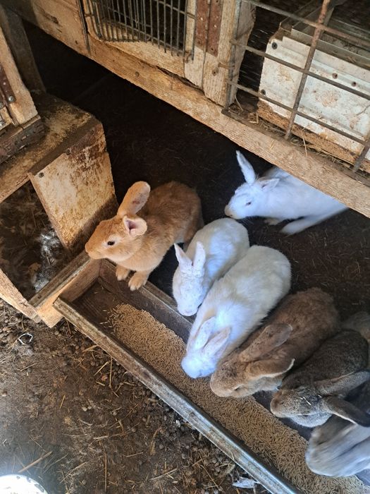 Кролики Калифорния