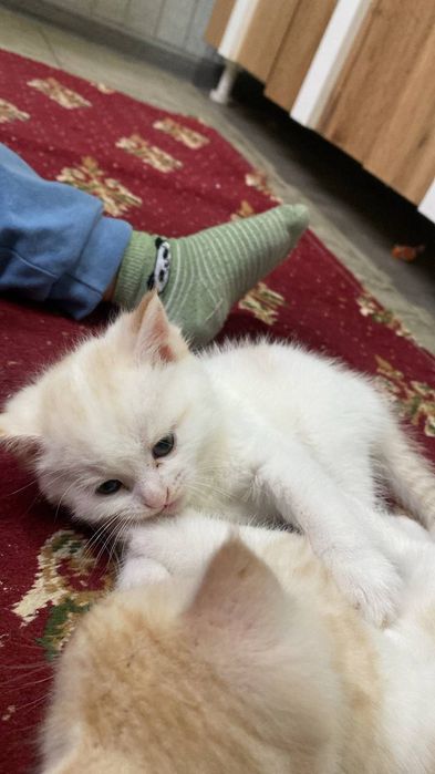 Продам котят в хорошие руки