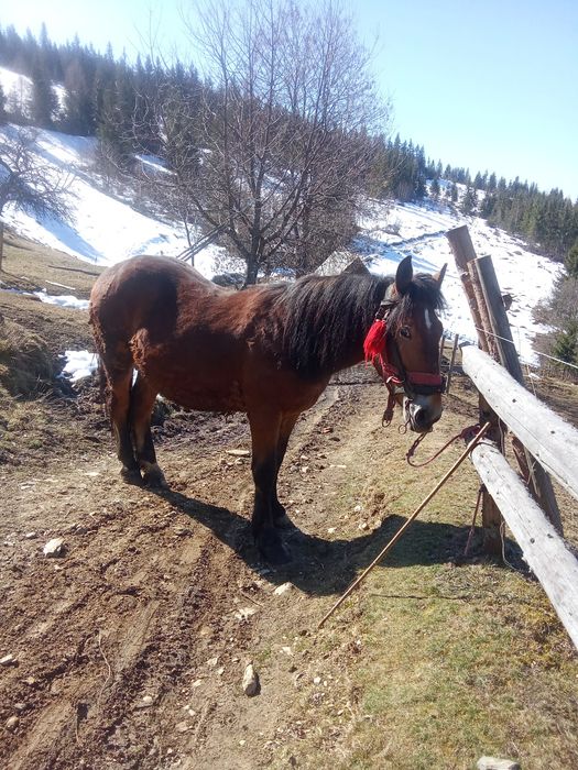 Vând mânz castrat de un an și șapte luni