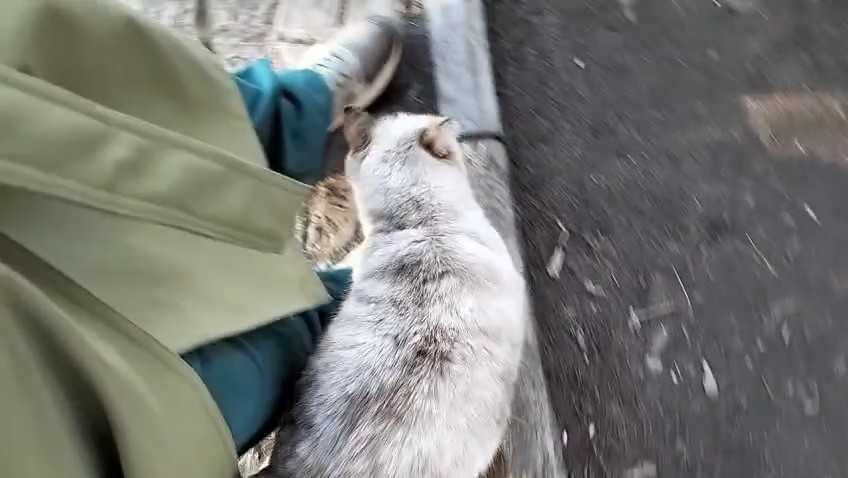 Чья потеряшка? Хозяин, забери!