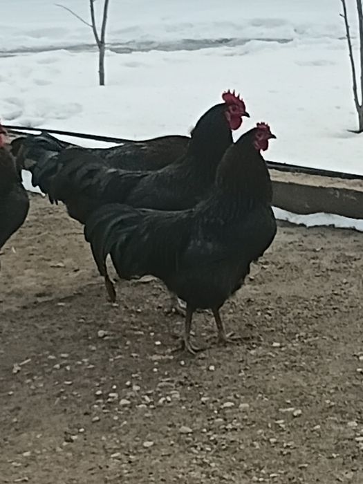 Петухи 2025 молодняк