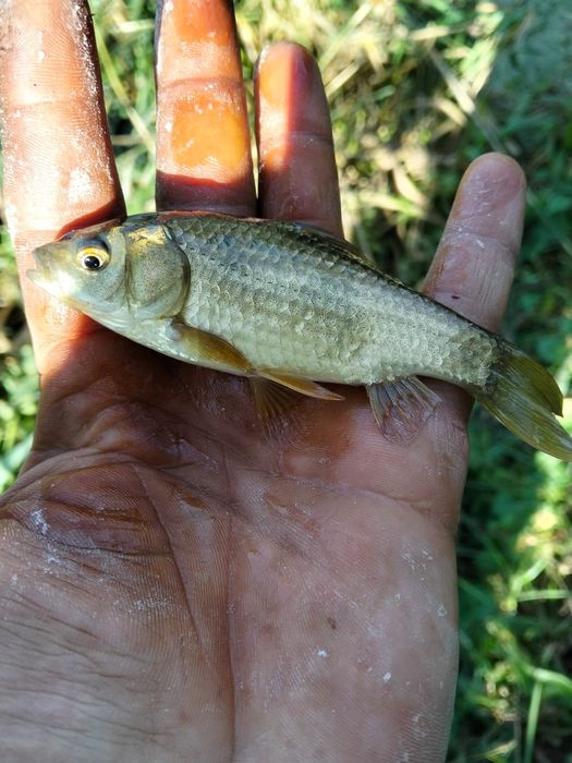 Caras viu pentru populare