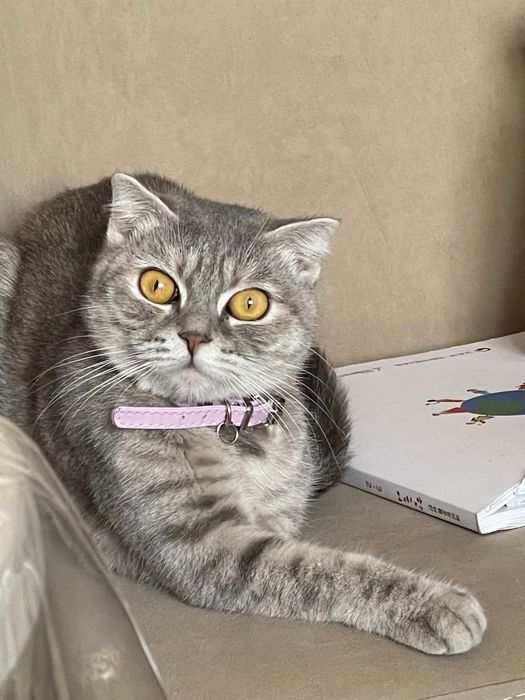 кошку, отдам даром