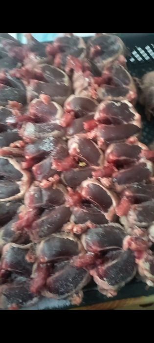 Сизие дикие голуби