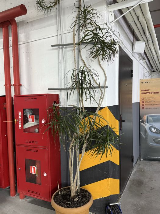 Продам пальму фикус