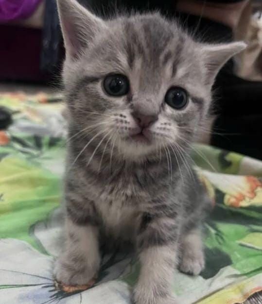 Прекрасныее Котятки