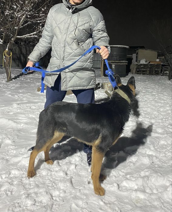 Гарантия. Собака