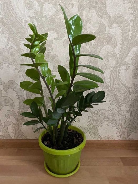 Денежное дерево, замиокулькас