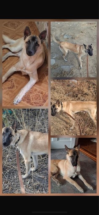 Отдам в добрые руки