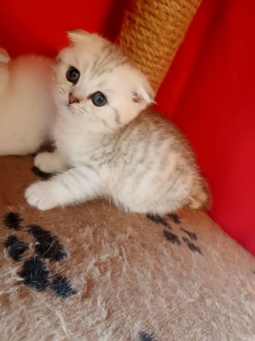 Котята шиншилла  , британцы