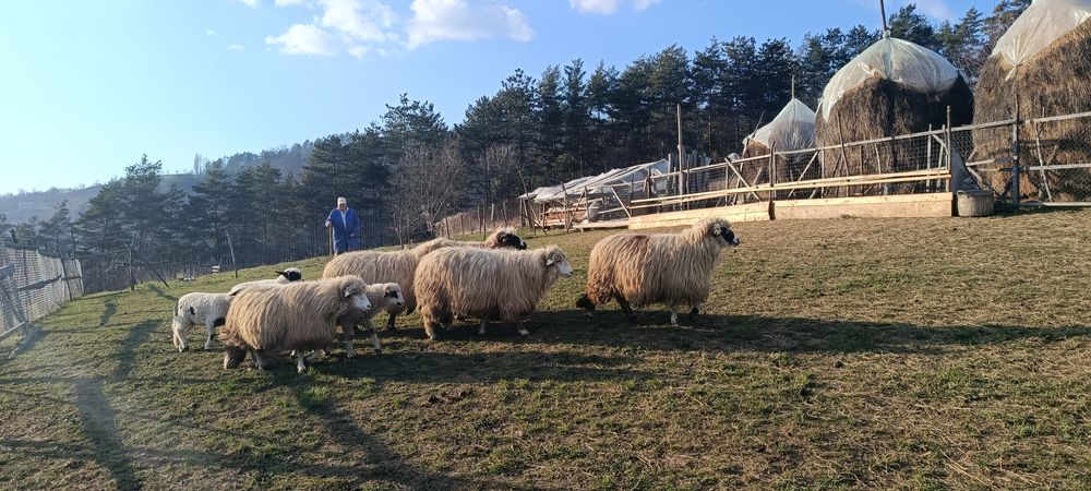 5 oi și 4 miei de vânzare