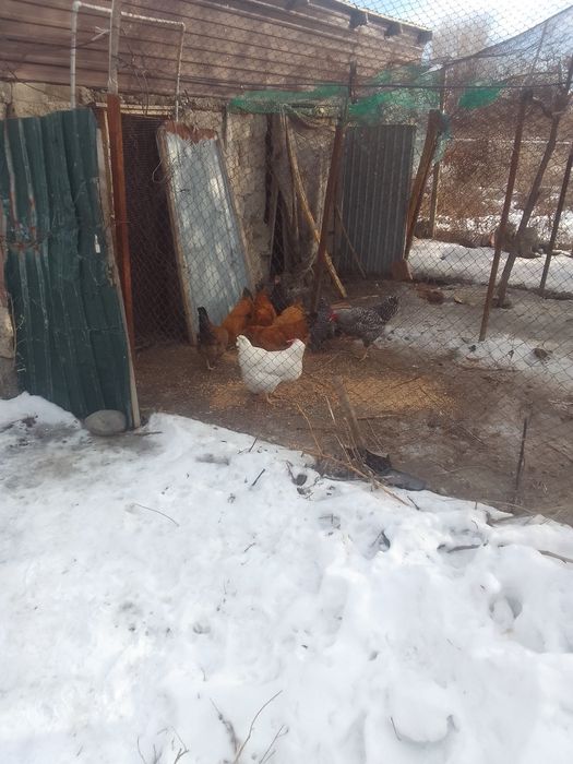 Прдам курей молодки