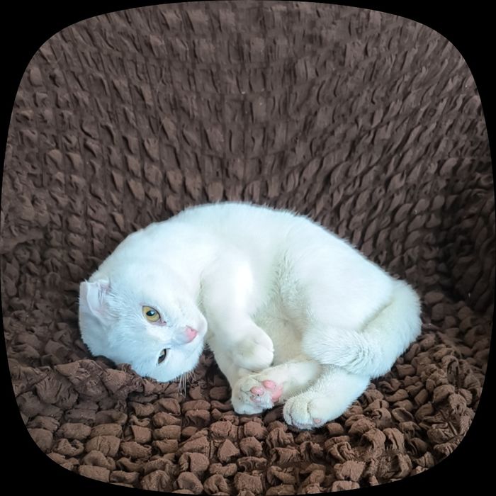 Милый котёнок ищет нового хозяина