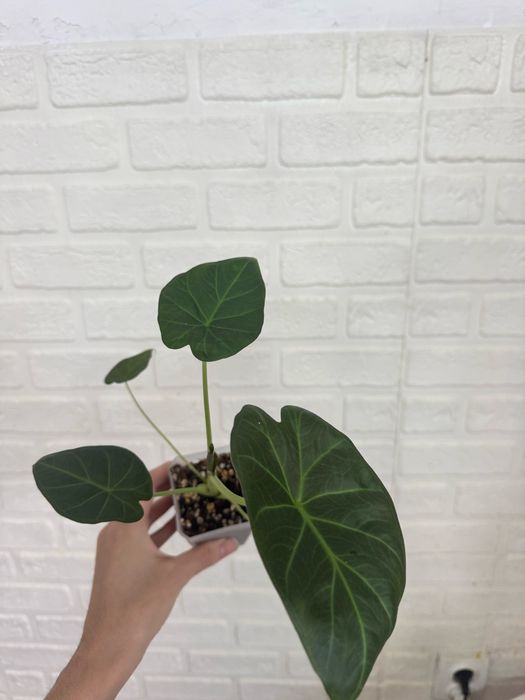 Алоказии Регал шилдс