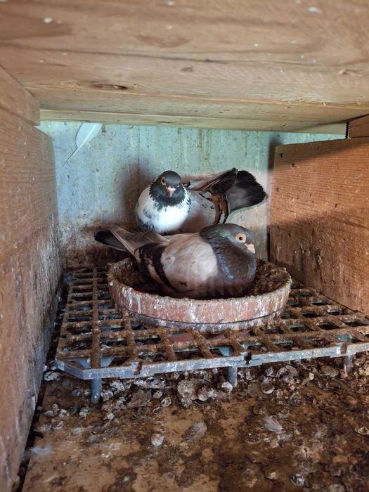 Porumbei jucatori galateni si zburatori romanesti