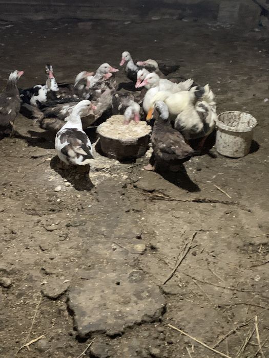 Продам индоуток