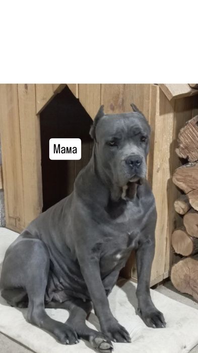 Замечательные щенки породы Кане-Корса