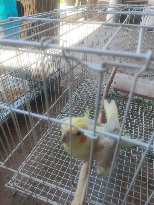 Попугай корелла самец