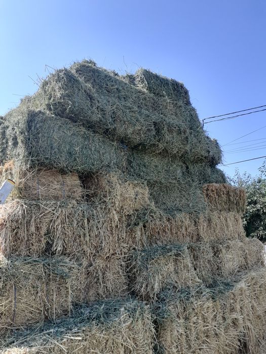 De vânzare baloți lucernă