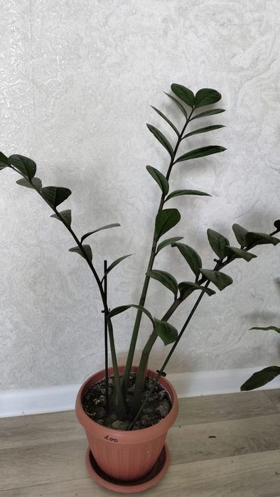 Продам цветы комнатные