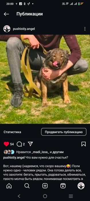 Преданные собачки ищут дом