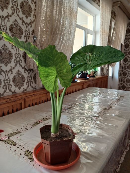 Arma gullari sotiladi