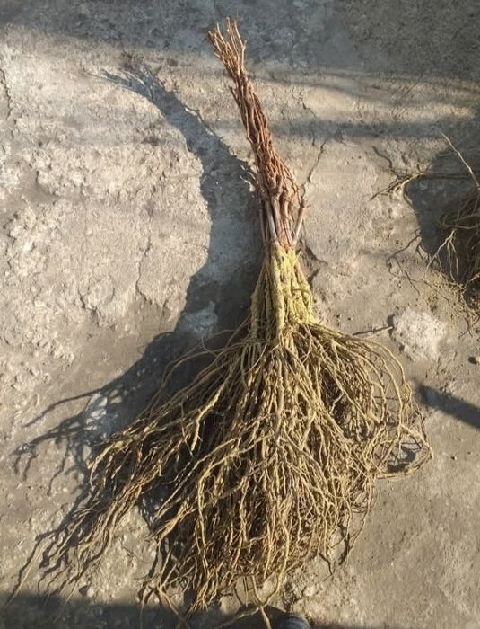 Produc butasi vita de vie și pomi fructiferi