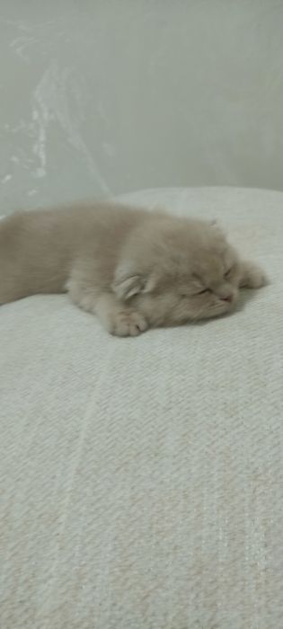 Продам Скотиш фолд