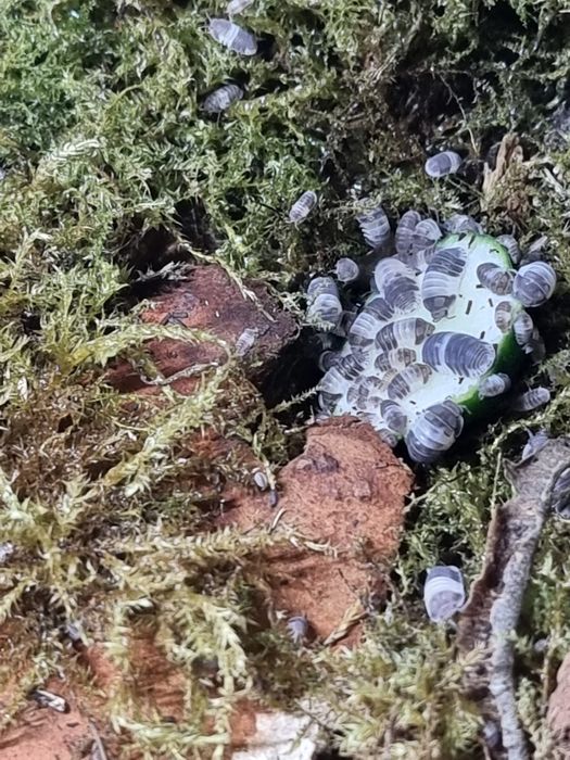 Izopode Panda king Armadillidium gestroi giant