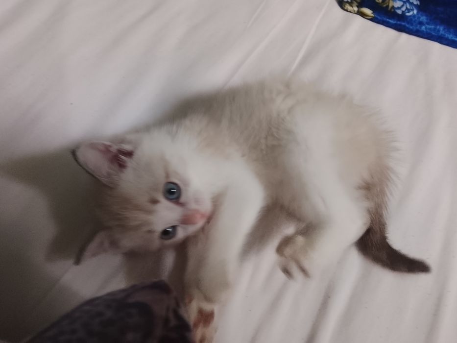 Отдам котенка а добрые руки