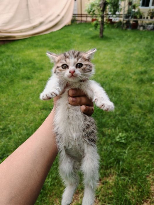 Кошки 3 котенок