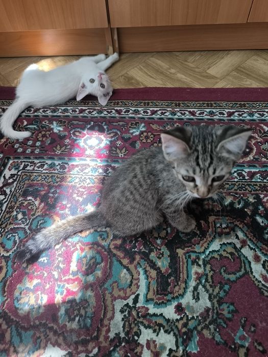 Котята в хорошие руки бесплатно