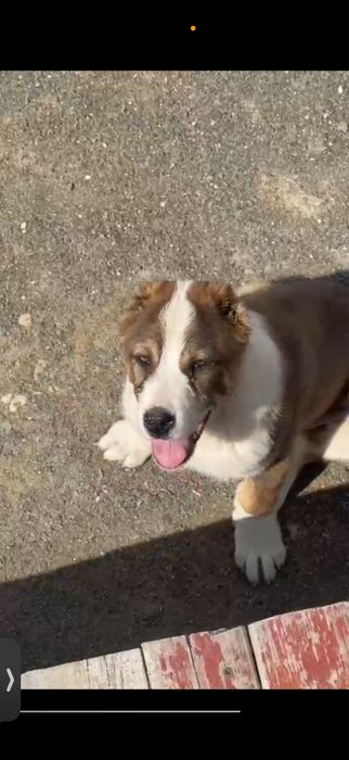 Молодой сатылат