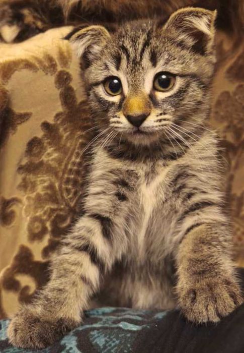 Котенок Скотиш-фолд, девочка