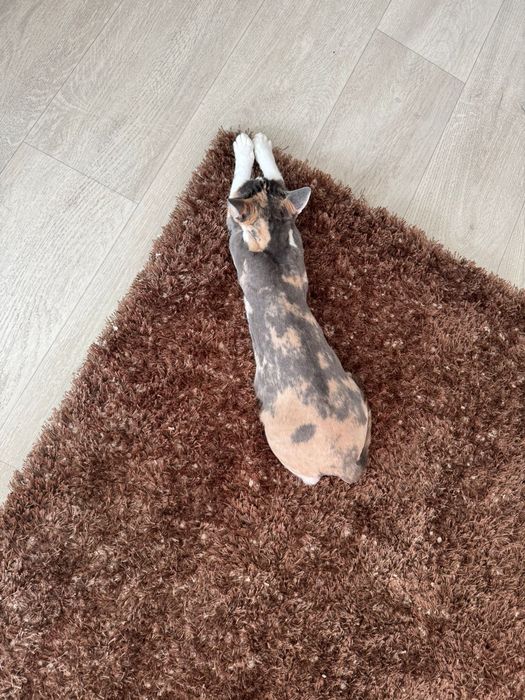 Отдам кошку в добрые руки