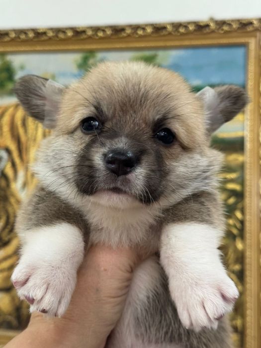 Мальчики и девочки вельш корги