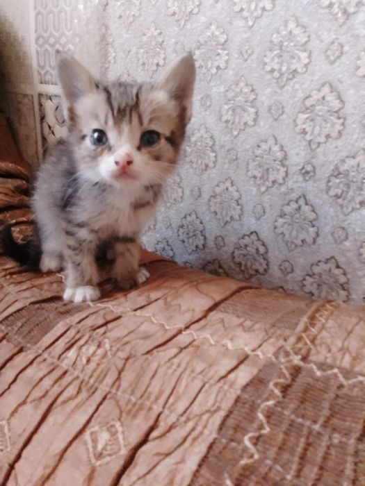 Отдам котят в хорошие руки