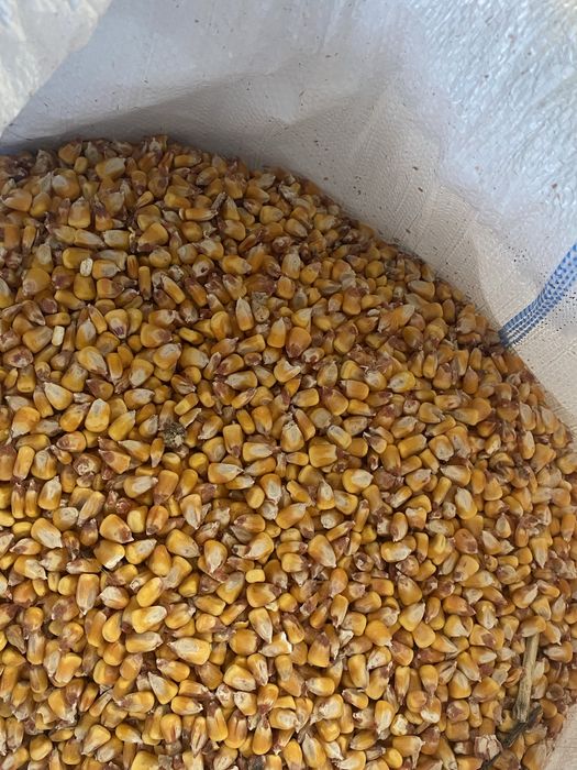 Porumb,tărâțe ,făină alba și sare bulgăre