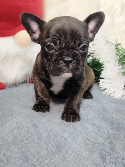 Френски булдог - бебета