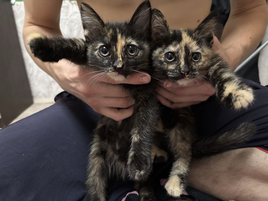 Котята ищут дом
