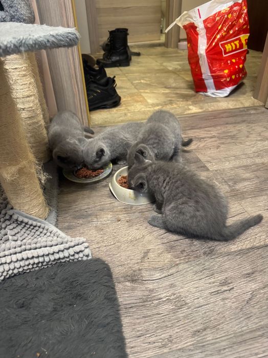 Британски котенца