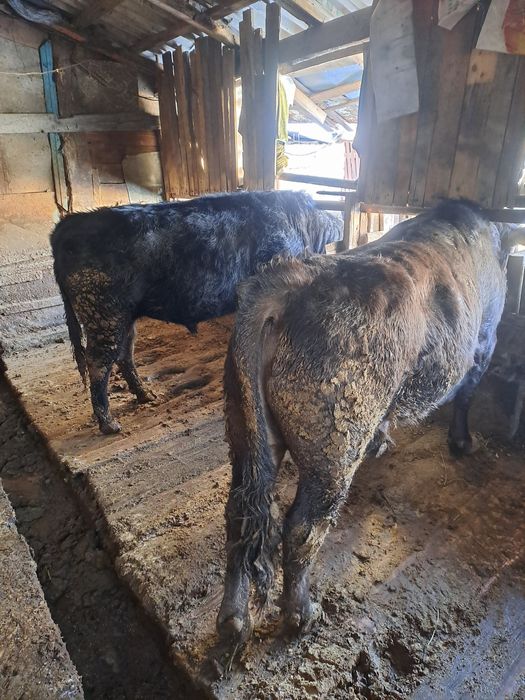 Продам быков откормленных