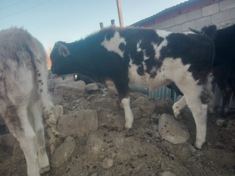 Бұқалар сатылады